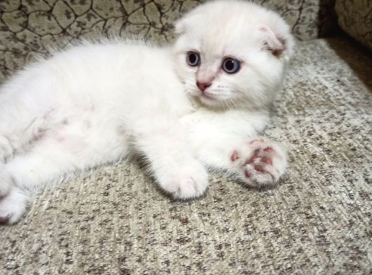Lynx Point Yavrular Muhteşem Iki Erkek Kardeş görsel