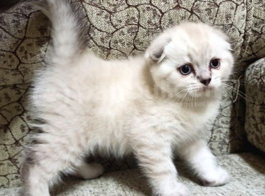 Lynx Point Yavrular Muhteşem Iki Erkek Kardeş görsel