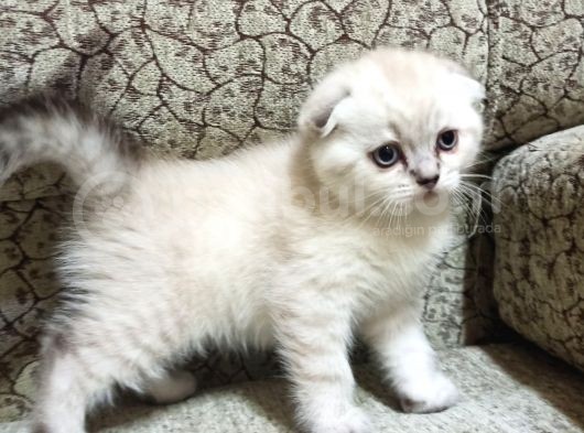 Lynx Point Yavrular Muhteşem Iki Erkek Kardeş görsel