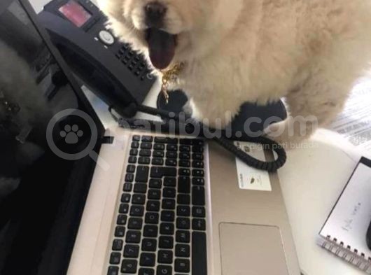 Chow Chow (Çin Aslanı) Yavruları