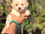 Üst Kali̇te Malti̇poo Di̇şi̇