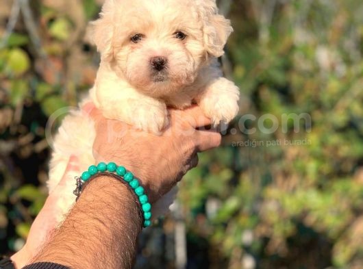 Üst Kali̇te Malti̇poo Di̇şi̇