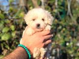 Üst Kali̇te Malti̇poo Di̇şi̇