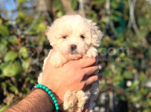 Üst Kali̇te Malti̇poo Di̇şi̇ görsel