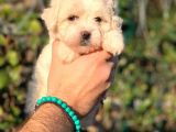 Üst Kali̇te Malti̇poo Di̇şi̇
