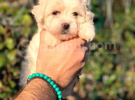 Üst Kali̇te Malti̇poo Di̇şi̇ görsel