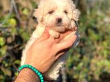 Üst Kali̇te Malti̇poo Di̇şi̇