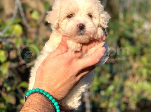 Üst Kali̇te Malti̇poo Di̇şi̇ görsel