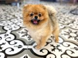 Teddy Bear Pomerani̇an Boo