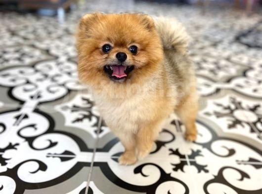 Teddy Bear Pomerani̇an Boo görsel