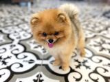 Teddy Bear Pomerani̇an Boo