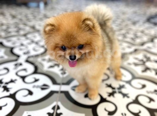 Teddy Bear Pomerani̇an Boo görsel