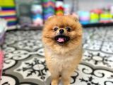 Teddy Bear Pomerani̇an Boo