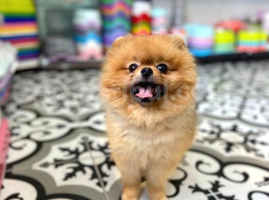 Teddy Bear Pomerani̇an Boo görsel