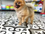 Teddy Bear Pomerani̇an Boo