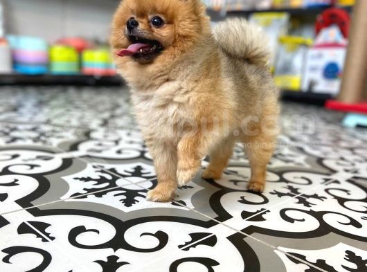 Teddy Bear Pomerani̇an Boo görsel