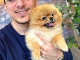 Teddy Bear Pomerani̇an Boo