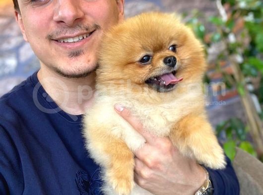 Teddy Bear Pomerani̇an Boo