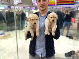 2  Aylik Golden Retri̇ever ( Baby Face )