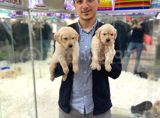 2  Aylik Golden Retri̇ever ( Baby Face ) görsel