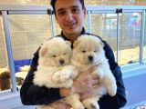 Chow Chow Çi̇n Aslani Yavrular