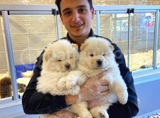 Chow Chow Çi̇n Aslani Yavrular