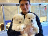 Chow Chow Çi̇n Aslani Yavrular