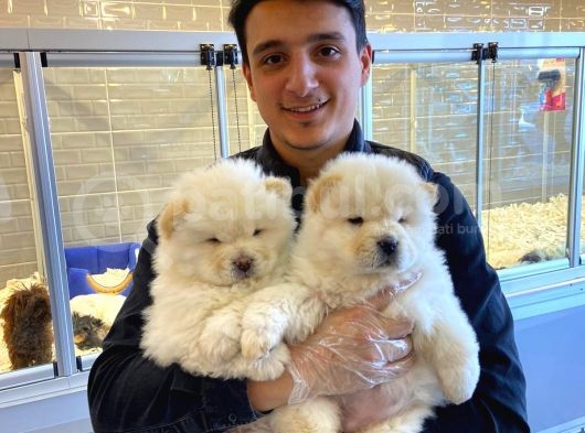 Chow Chow Çi̇n Aslani Yavrular görsel