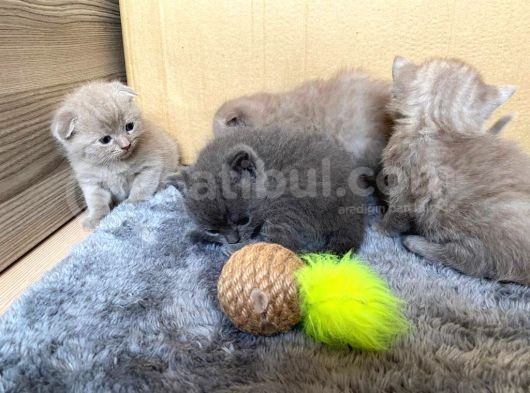 Son 2 Yavrumuz Kaldi--Çok Tatli Gri̇ Bri̇ti̇sh görsel