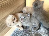 Son 2 Yavrumuz Kaldi--Çok Tatli Gri̇ Bri̇ti̇sh