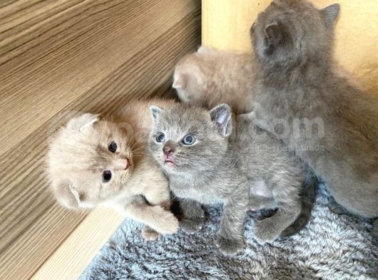 Son 2 Yavrumuz Kaldi--Çok Tatli Gri̇ Bri̇ti̇sh görsel