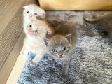 Son 2 Yavrumuz Kaldi--Çok Tatli Gri̇ Bri̇ti̇sh