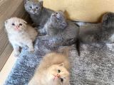 Son 2 Yavrumuz Kaldi--Çok Tatli Gri̇ Bri̇ti̇sh