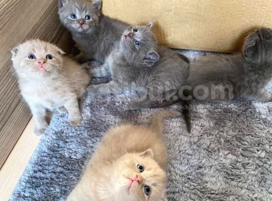 Son 2 Yavrumuz Kaldi--Çok Tatli Gri̇ Bri̇ti̇sh görsel