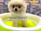Teddy Bear Pomerani̇an Boo
