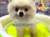 Teddy Bear Pomerani̇an Boo