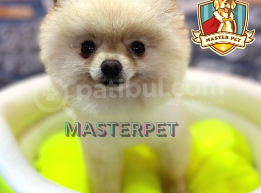 Teddy Bear Pomerani̇an Boo görsel