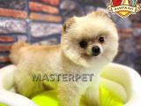 Teddy Bear Pomerani̇an Boo