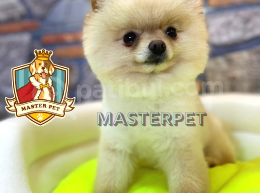 Teddy Bear Pomerani̇an Boo görsel