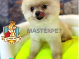 Teddy Bear Pomerani̇an Boo