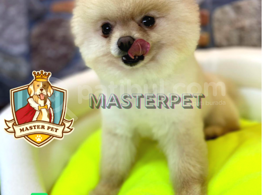 Teddy Bear Pomerani̇an Boo görsel