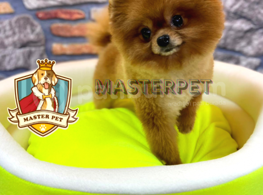 Teddy Bear Pomerani̇an Boo