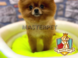 Teddy Bear Pomerani̇an Boo