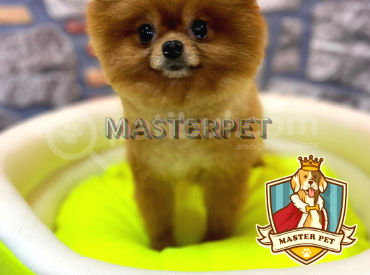 Teddy Bear Pomerani̇an Boo görsel