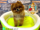 Teddy Bear Pomerani̇an Boo