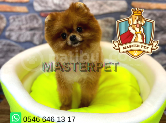 Teddy Bear Pomerani̇an Boo görsel