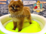 Teddy Bear Pomerani̇an Boo