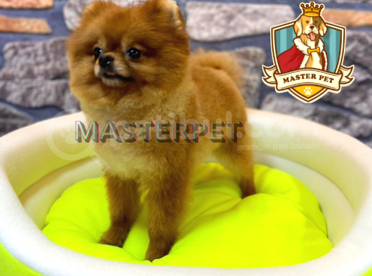 Teddy Bear Pomerani̇an Boo görsel