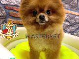 Teddy Bear Pomerani̇an Boo