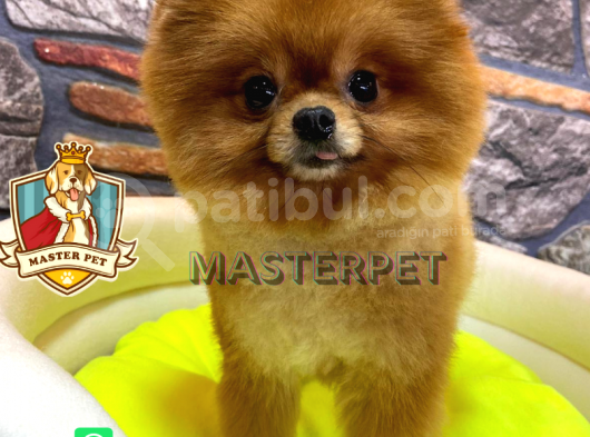 Teddy Bear Pomerani̇an Boo görsel